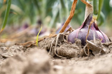 Onion growing in a field 