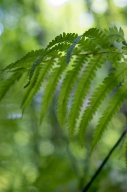 Fern leaf in green forest in the summer