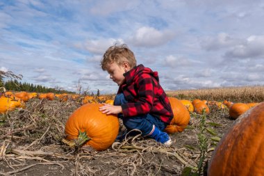 Young boy looking at horizon in a pumpkin field readu for harvest. High quality photo