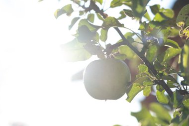 Growing apple in a tree with sun flare. High quality photo