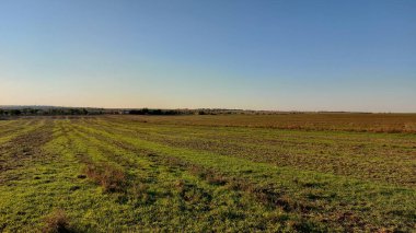 yeşil tarla ve mavi gökyüzü