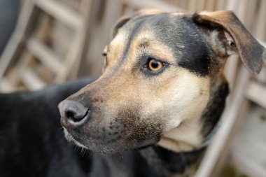 Genç bir dişi çobanın kafasının fotoğrafı. Başka tarafa bakıyor ve neler olduğunu kontrol ediyor.