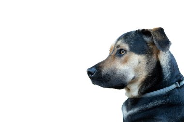 Beyaz arka planda güzel bir çoban köpeğine yaklaş.