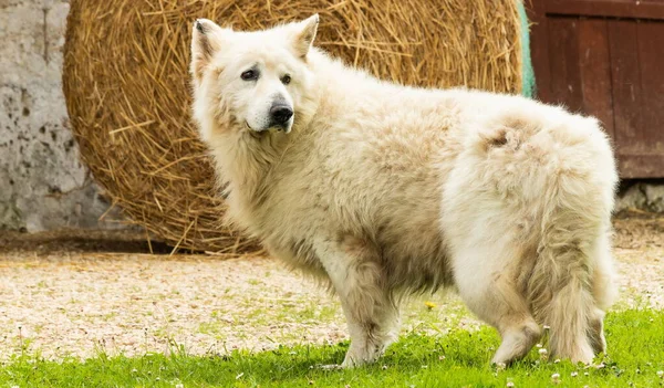 Alter Schweizer Weißer Hirte Auf Einem Bauernhof — Stockfoto