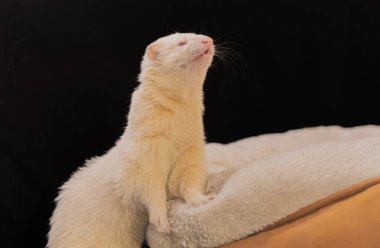 Siyah arka planda beyaz şirin bir gelinciğe yakın plan.