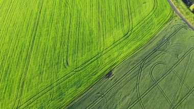 Summer time and beautiful green field 