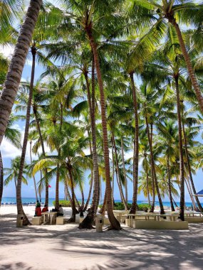 Sahildeki palmiyeler