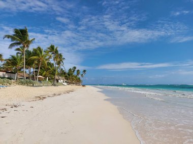 Sahilde palmiye ağaçları