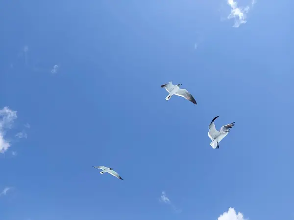 Vögel Fliegen Den Blauen Himmel — Stockfoto