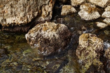 Deniz kenarından fotoğraflar: arka plan ve dokular