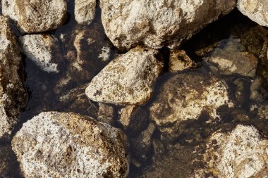 Deniz kenarından fotoğraflar: arka plan ve dokular