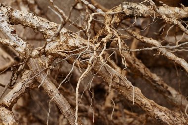 Geçmiş ve dokular, deniz kenarından fotoğraflar.