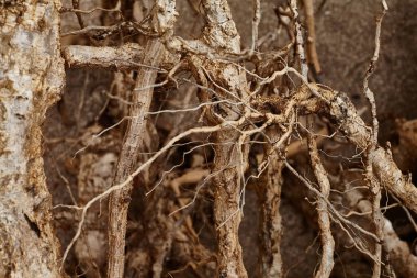 Geçmiş ve dokular, deniz kenarından fotoğraflar.