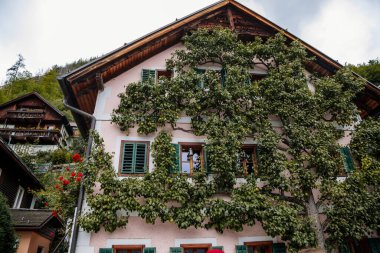 Hallstatt, Avusturya, 27 Ağustos 2021: Yaz günü renkli manzaralı bir kasaba sokağı, oval ahşap kapı, yeşil panjurlu pembe geleneksel ev, ön cephe boyunca meyve dokuması olan apear ağaç