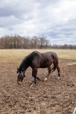 Kahverengi yetişkin at portresinin yakın plan portresi siyah halter ayakta ve ağızlık çayırda otluyor, güzel at çiftlikte çayırda yürüyor, sonbahar kış günü, bulanık arka plan, bulanık gökyüzü