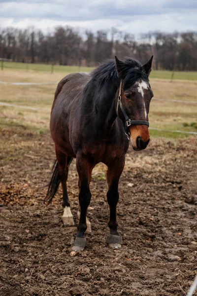 Close Portret Van Bruine Volwassen Paard Dekhengst Zwarte Halster Staande — Stockfoto