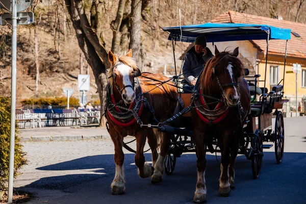 2022年3月12日チェコ共和国カルルシュタイン 茶色の2頭の馬 タクシー運転手の馬 晴れた春の日に城の近くの村で観光客の輸送のための馬車によって描かれたワゴン — ストック写真
