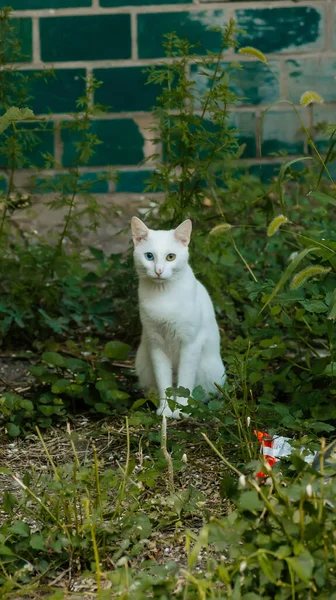 街道院子里走来走去的纯种毛茸茸的白猫 阳光明媚的夏天在基辅被抛弃的可爱的无家可归的宠物的画像 背景为青草的花园 有着不同颜色眼睛的自由猫 — 图库照片