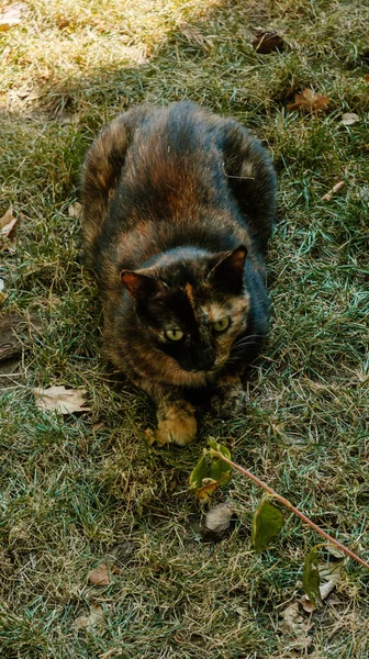 Street Yard Thoroughbred Fluffy Multi Colored Cat Walking Town Portrait — Stock Photo, Image