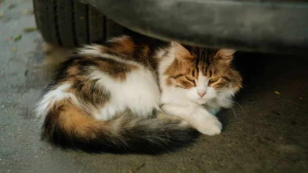 마당에는 다색의 고양이 시내를 날에는 노란색 귀여운 집없는 귀여운 동물의 — 스톡 사진