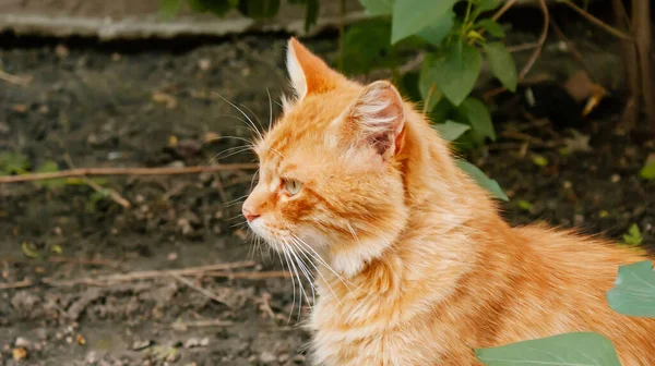 Street Yard Puro Sangue Gengibre Tabby Gato Andando Cidade Retrato — Fotografia de Stock