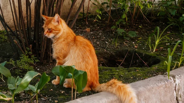 마당에는 고양이 시내를 여름날에는 귀여운 오렌지색버려진 동물의 배경에 고양이 — 스톡 사진