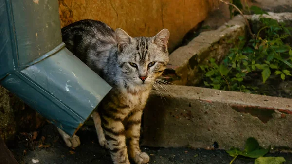 마당에는 줄무늬가 길잃은 고양이 시내를 여름날에는 Kyiv 시에서 귀여운 집없는 — 스톡 사진
