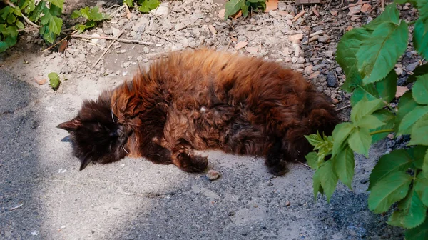 通りの庭は町を歩くふわふわの黒い猫を飼育し 晴れた夏の日にキエフでかわいいホームレスの放棄されたペットの肖像画 背景に草を持つ庭 ガレージの横にある無料の猫 黄色の目 — ストック写真