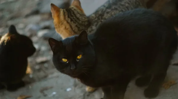 两只纯种的毛茸茸的黑猫和五颜六色的猫在城里走来走去 可爱的无家可归的宠物在阳光明媚的夏日在基辅的画像 花园背景是草 免费的猫 — 图库照片