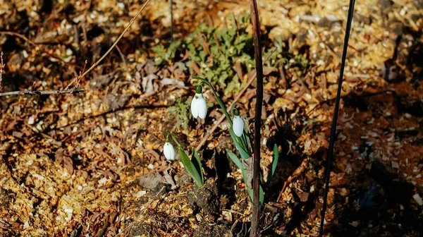 Galanthus Nivalis Nevadas Comunes Bosque Principios Primavera Tiernas Primeras Flores — Foto de Stock