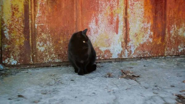 通りの庭は町を歩くふわふわの黒い猫を飼育し 晴れた夏の日にキエフでかわいいホームレスの放棄されたペットの肖像画 背景に草を持つ庭 ガレージの横にある無料の猫 黄色の目 — ストック写真