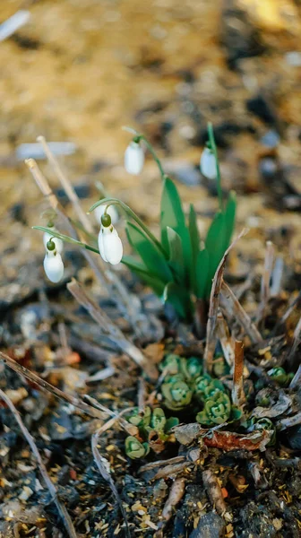 Galanthus Nivalis Lub Powszechne Opady Śniegu Wczesnym Lesie Wiosennym Tender — Zdjęcie stockowe
