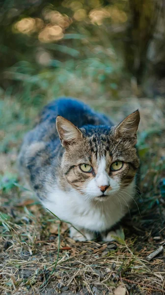 Street Yard Thoroughbred White Gray Striped Stray Cat Walking Town — Stock Photo, Image