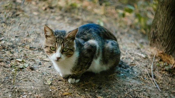 노면에는 줄무늬가 길잃은 고양이 시내를 여름날 키프에서 귀여운 집없는 동물의 — 스톡 사진
