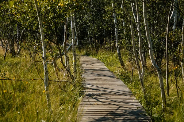 Naturreservat Soos Västra Böhmen Tjeckien Vidsträckta Torvmossar Med Sjöar Mineralkällor — Stockfoto