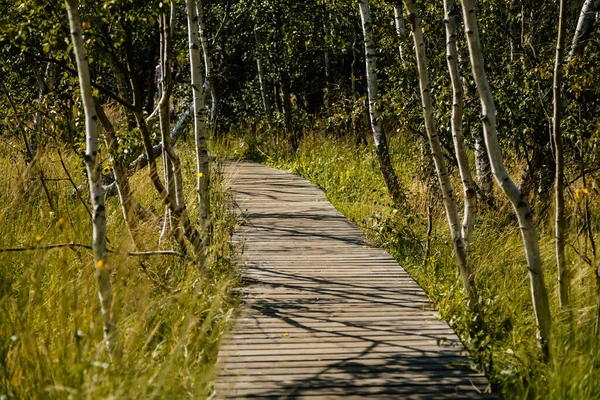 Naturreservat Soos Västra Böhmen Tjeckien Vidsträckta Torvmossar Med Sjöar Mineralkällor — Stockfoto