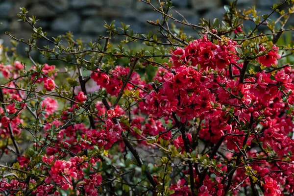 Closeup Flowering Japanese Quince Chaenomeles Japonica Tree Sunny Day April — Stock Photo, Image