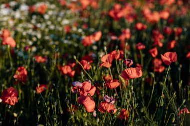 Güzel çiçekler, kırmızı gelincikler, gün batımında vahşi tarlalar, seçici odak, yumuşak ışık, batan güneşin ışığı, yeşil tüylü gelinciğin yakın çekimi, güneşli yaz günü, Çek Cumhuriyeti