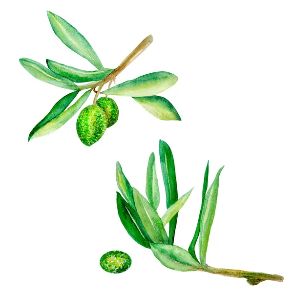 Dos ramas de olivo con aceitunas colgantes. Hojas verdes. Una drupa de olivo sobre un fondo blanco aislado. —  Fotos de Stock