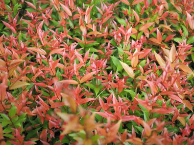 Yeşil yapraklı ağaç, kırmızı uçlu, genç filizler, ilginç, sıra dışı genç mermiler. Yazın taze yapraklar.