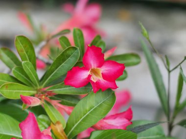 Parlak pembe çiçekli bir ağaç, koyu pembe çiçekler, güneşi seven bir ağaç, Tayland 'da çok yetişir ve bonsai olarak yetiştirilebilir..