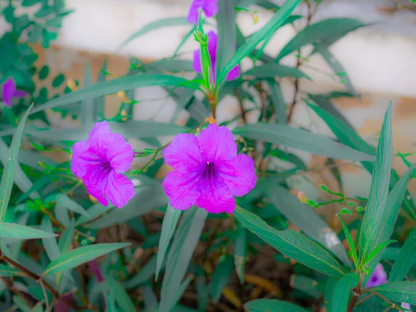 Púrpura Glória Manhã Florescer Totalmente Início Manhã Lado Cerca Casa — Fotografia de Stock
