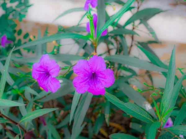 Purple Morning Glory Fully Bloom Early Morning Fence House Beautiful — ストック写真