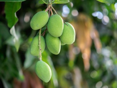 Taze yeşil mango asma, mango tarlası, mango çiftliği. Tarım konsepti, tarım endüstrisi konsepti, ağaçta yeşil meyve yetişiyor, bahçedeki ağaçta yeşil mango demeti.
