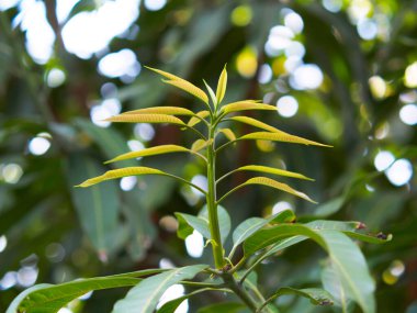 Mango ağacının genç filizleri. Yavru mango yapraklarını yakın çekim yapar. Doğanın gerisinde sabahları. Mango ağacı tepede taze yaprak filizleri üretir..
