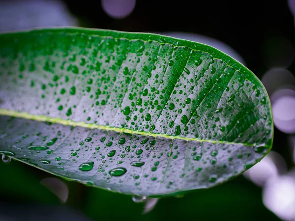 Plumeria yeşil yapraklarına yapışmış yağmur damlaları. Plumeria yaprağı olgunlaşmış ağaç. Plumeria yeşil yaprakları üzerine yağmur damlaları yapışmış..