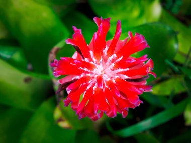 Parlak kırmızı çiçekler çiçeğin dış kenarı hafifçe mordur. ortadaki beyaz çiçekler doğal yeşil arkaplan.