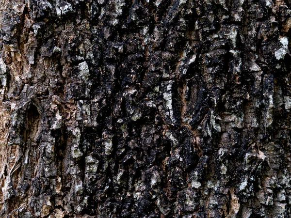 Dry tree bark texture background. texture of bark wood use as natural background. Background texture of tree bark. Skin the bark of a tree that traces cracking.