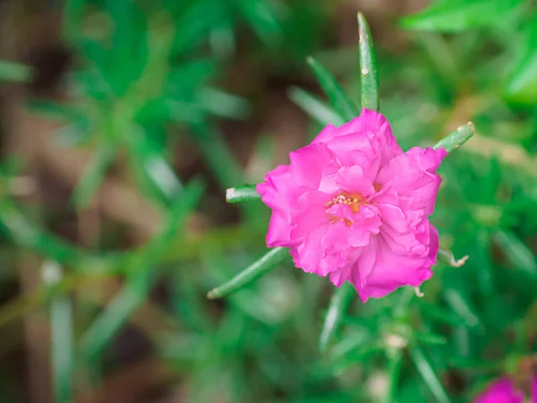 一般Purslane Verdolaga Pigweed Little Hogweed Pusley柔らかいピンク色の花の花の近くポルトゥラカの花の自然な緑の葉の背景 — ストック写真