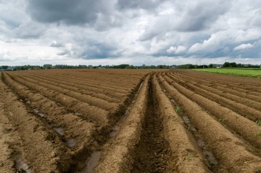 Patates tarlalarının manzarası